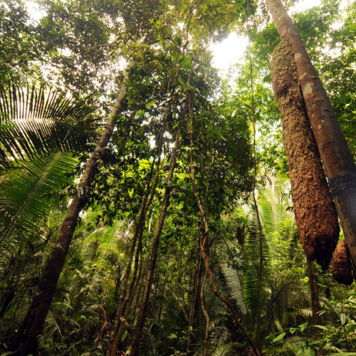 Publicada lei que permite a comercialização de créditos de carbono de concessões florestais