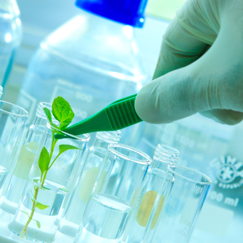 Rumo à bioeconomia