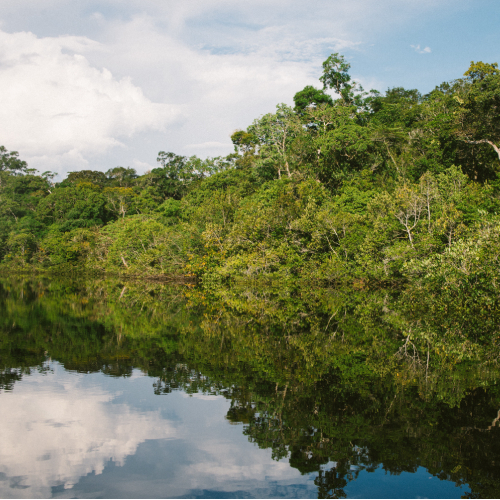 Informativo Ambiental e Mudanças Climáticas: MMA lança Floresta+ Bioeconomia e outras notícias de setembro de 2021