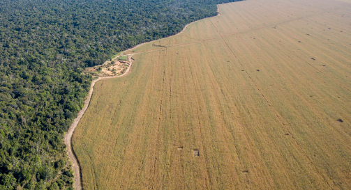 The Challenges of Land Due Diligence in Nature-Based Solution Projects in Brazil