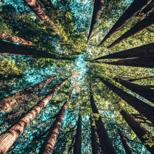 Brazil's Sustainable Development Initiatives on the International Stage