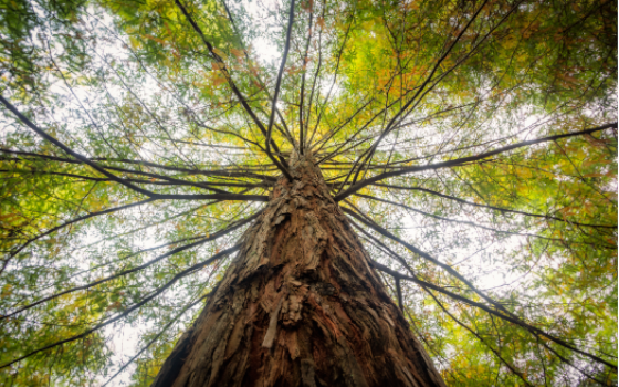 Informativo Ambiental: Março de 2021
